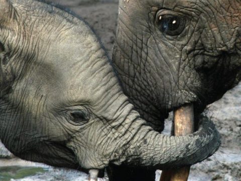 Eavesdropping on Elephants: How Listening Helps Conservation by Patricia Newman
