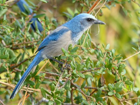 Florida Scrub-Jay by Patrick J. Blake, https://macaulaylibrary.org/asset/76608051