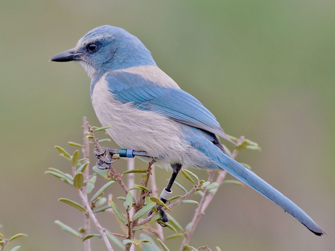 Blue and gray bird perched on the top of a thin-leafed plant