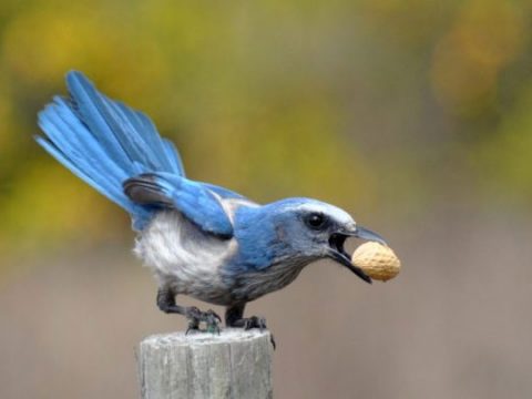 Small and isolated satellite populations of are still contributing to the overall genetic health of the Florida Scrub-Jay. Photo: Louise Hunt., from AAB