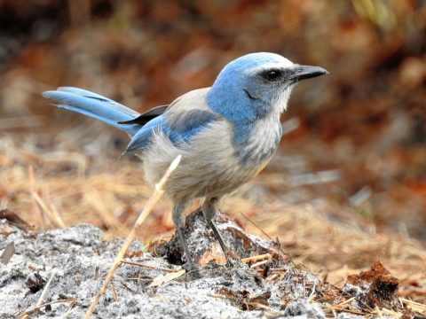 Florida Scrub-Jay by S.K. Jones/ML https://macaulaylibrary.org/asset/89827401