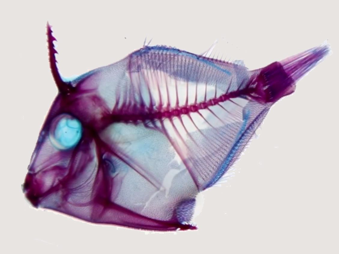 Stained fish by Matthew Lim, from video: https://youtu.be/Vqky9bi-Cl4