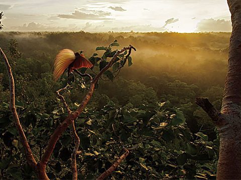 A Greater Bird-of-Paradise performs his mating display at dawn above the rainforest. Photo by Tim Laman., from https://www.allaboutbirds.org/the-quest-to-film-and-photograph-every-species-of-bird-of-paradise/