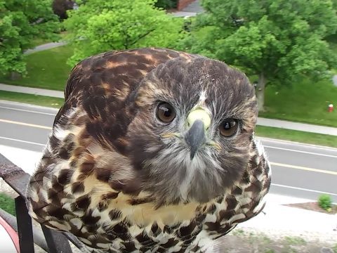 H# visits the Cornell Bird Cams Red-tailed Hawk camera 6-20-18