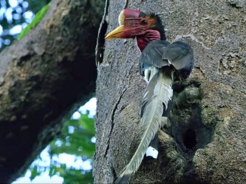Helmeted Hornbill, still from video: https://youtu.be/tm8yfEM7Ps8