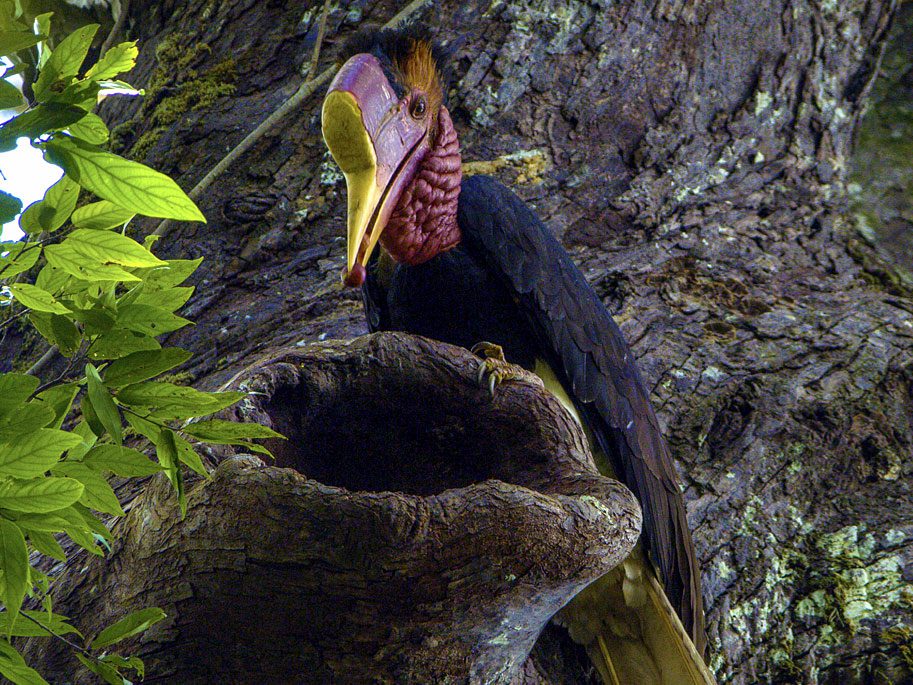 Helmeted Hornbill by Tim Laman