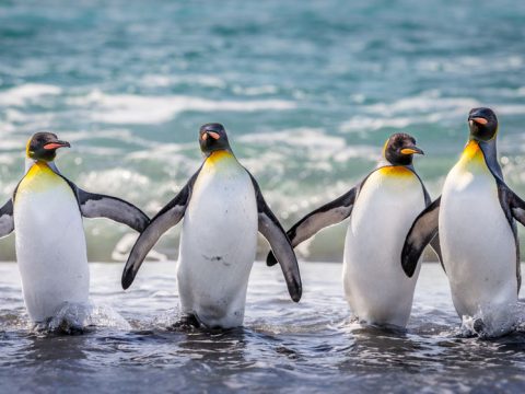 King Penguins at Salisbury Plain, South Georgia by Peter Orr via Birdshare, https://flic.kr/p/pWEfFn