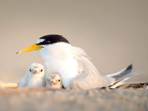 Least Tern and chicks by Ray Hennessey via Birdshare, https://flic.kr/p/JrrCrp