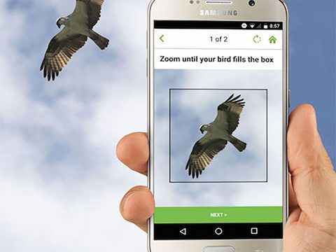 Merlin IDs birds from photos. Photo from https://ebird.org/news/merlinphotoid
