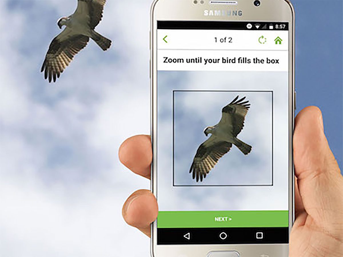 Merlin IDs birds from photos. Photo from https://ebird.org/news/merlinphotoid