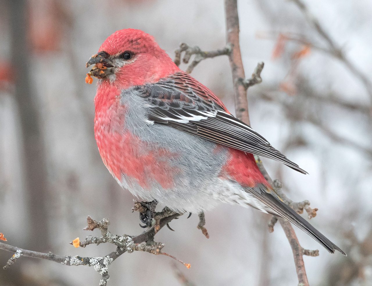 Pine Grosbeak by Brendan Klick, ML83937421