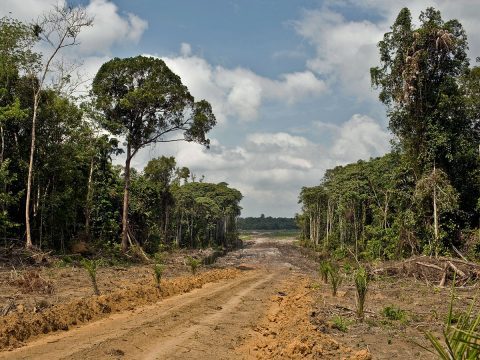 Land clearing at PT Indo Sawit Kekal. 2010. Photo: David Gilbert/RAN, creative Commons: https://flic.kr/p/9sy7cT
