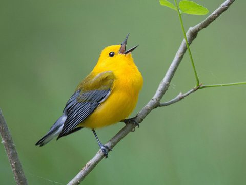 Prothonotary Warbler by Ray Hennessy via Birdshare, https://flic.kr/p/Tqd8NU