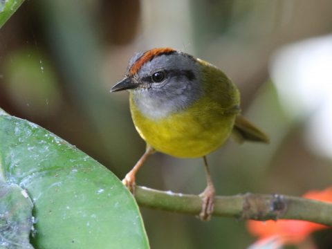 Russet-crowned Warbler By Matthew Grube, https://macaulaylibrary.org/asset/67097171