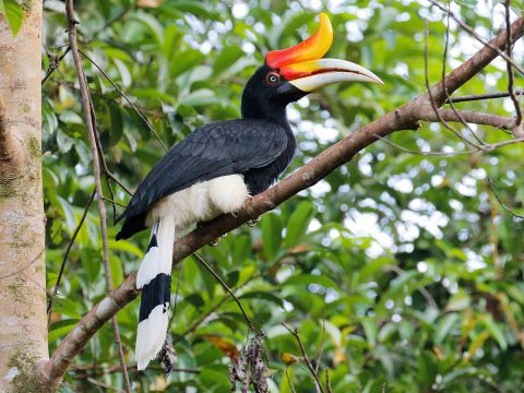 Rhinoceros Hornbill by Neoh Hor Kee, https://macaulaylibrary.org/asset/25529751