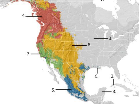 Rufous Hummingbird range map