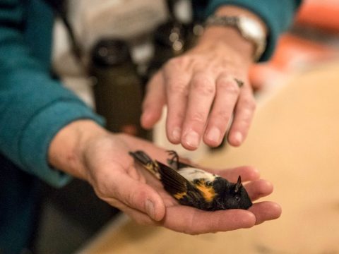 An American redstart found dead at Tribute in Light in 2017 by Benjamin Norman