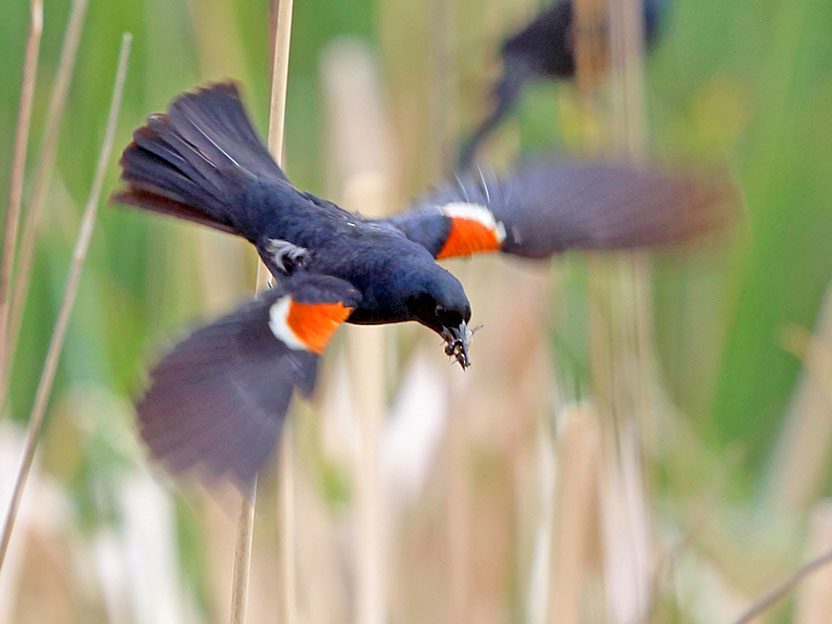 Tricolored Blackbird with insect in its beak taking off