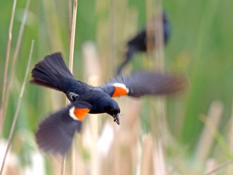 Tricolored Blackbird by NIgel Voaden, ML https://macaulaylibrary.org/asset/46575431