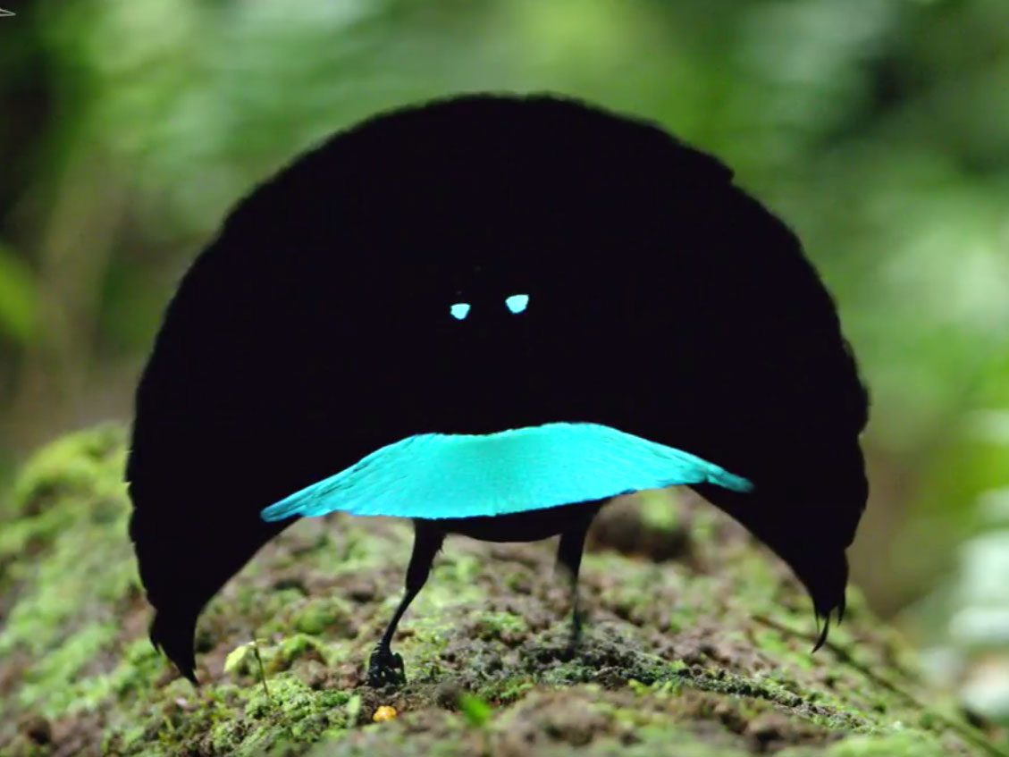 Vogelkop Bird-of-Paradise. Still from, https://youtu.be/XWjx6oSgC4M