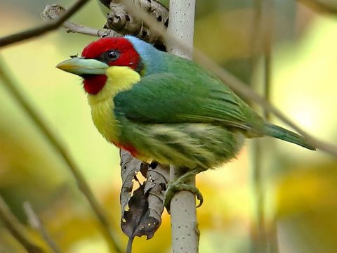 Versicolored Barbet by Roger Ahlman./Macaulay Library