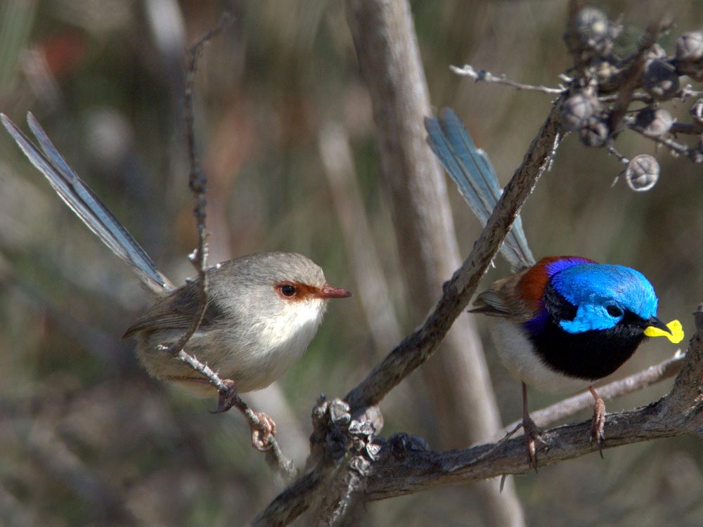 Variegated Fairy-Wren by Tony Dawe via Birdshare https://flic.kr/p/XHfQ7S