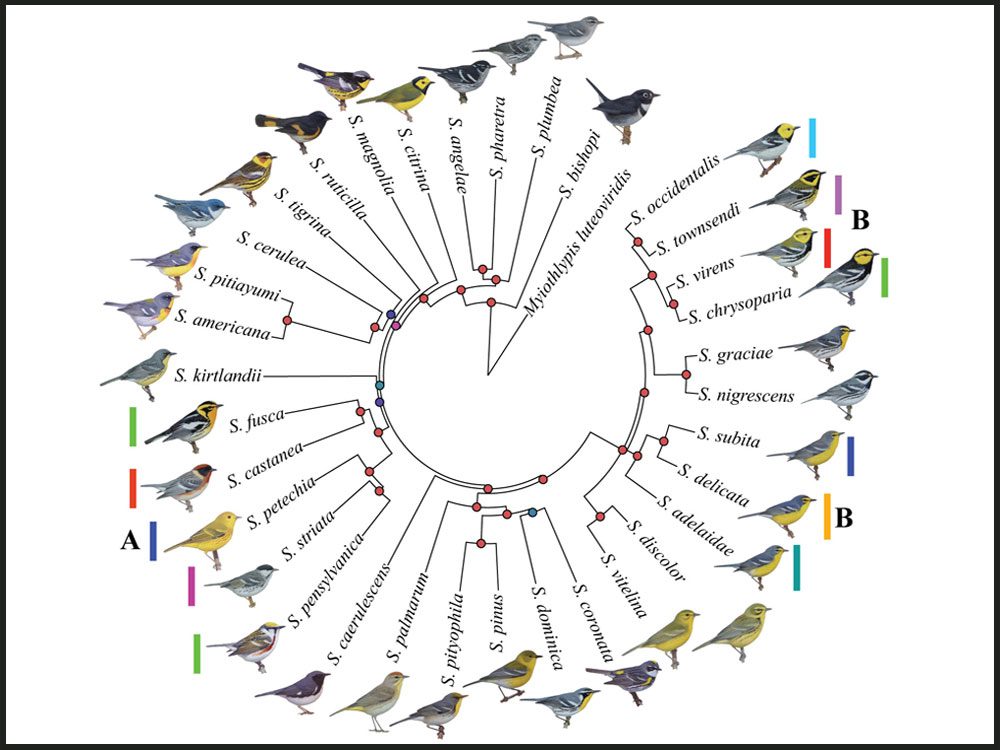 Warbler, Setophaga, diversity, from the Lovette lab
