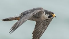 Peregrine Falcon in level flight by Rick Derevan via Birdshare