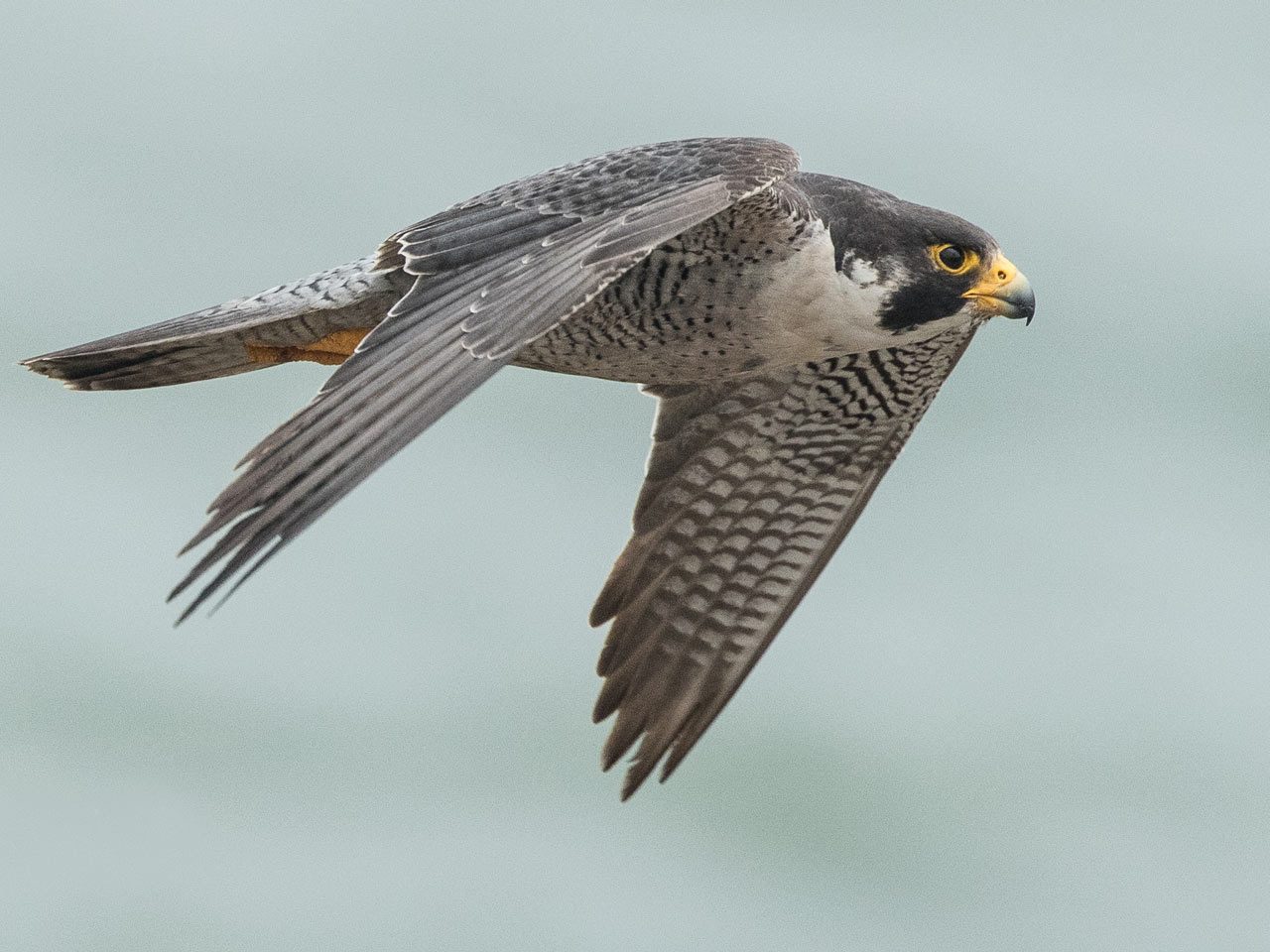 Peregrine Falcon in level flight