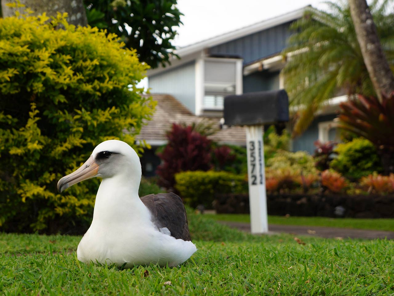 Laysan Albatross on Kauai, Hawaii sitting in front of a mailbox