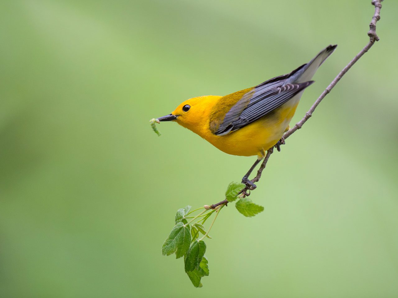 Prothonotary Warbler perched at the edge of a twig with a small worm in its beak