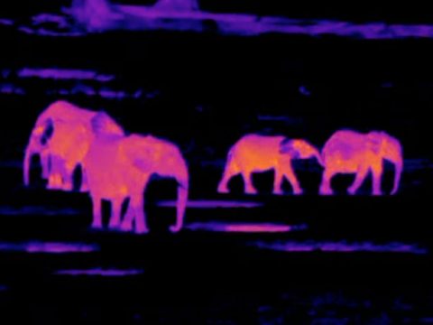 Thermal images of elephants on Facebook