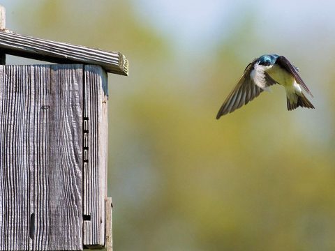 Tree Swallow flying to nest box