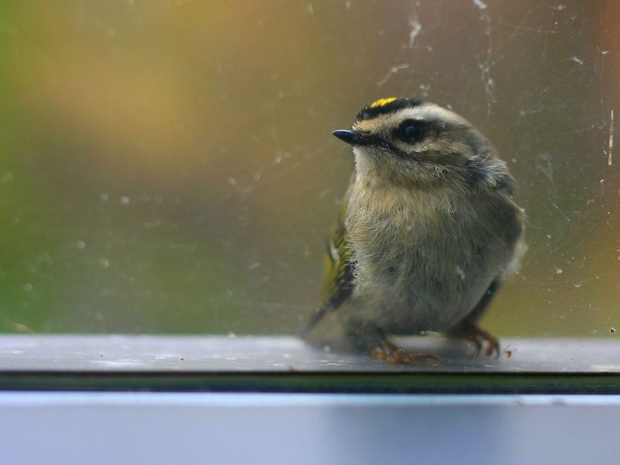 Golden-crowned Kinglet at a window