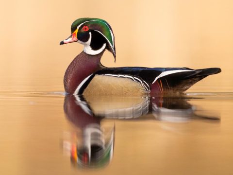 Wood Duck on water in Ohio