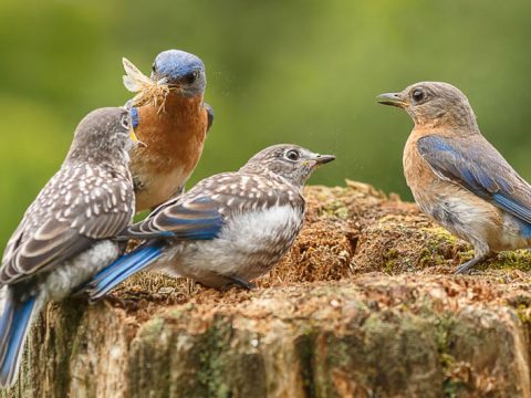 Eastern Bluebirds by Mike Bons/Birdspotter 2015.