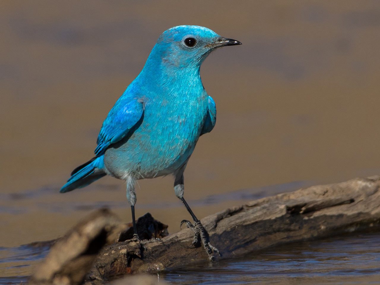 Mountain Bluebird by Eric Gofreed/Macaulay Library