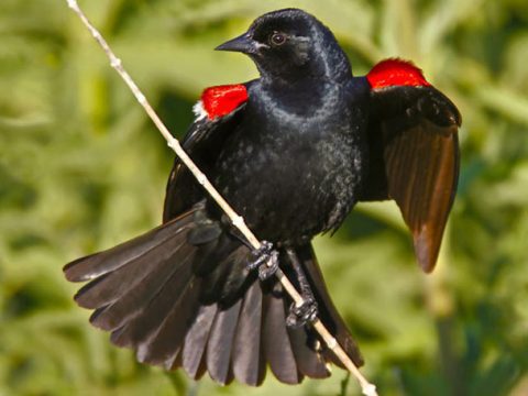 Tricolored Blackbird by Gary Kramer