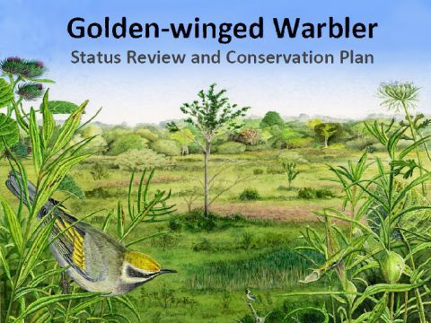Golden-winged Warbler status review and conservation plan.