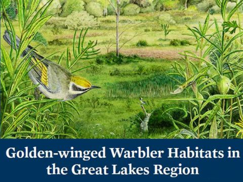 Best Management Practices for Golden-winged Warbler Habitats in the Great Lakes Region: A Guide for Land Managers and Landowners