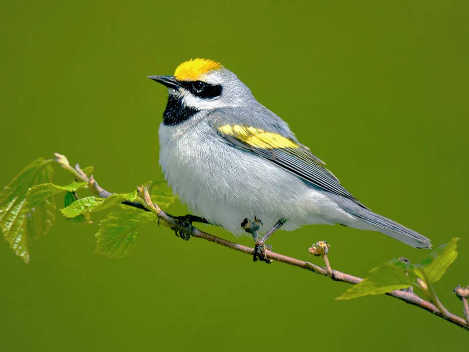 Golden-winged Warbler by B.N. Singh via Birdshare.