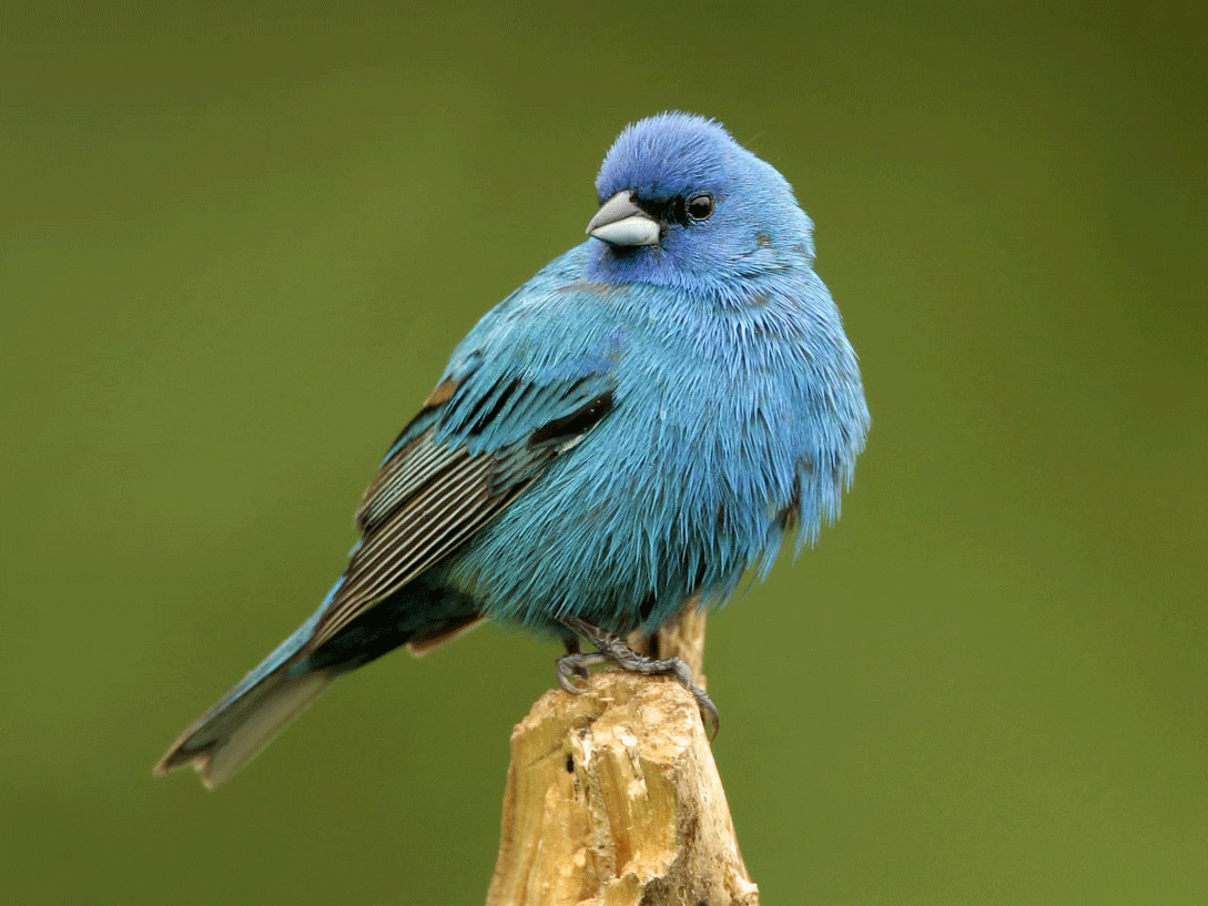 Cornell Lab of Ornithology—Home | Birds, Cornell Lab of Ornithology : Birds, Cornell Lab of Ornithology