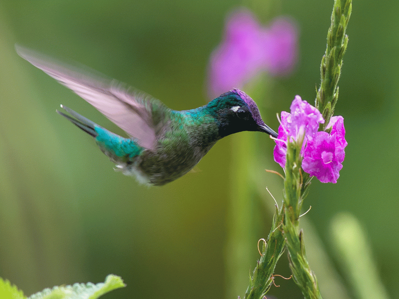 Violet-headed Hummingbird by Tim Liguori/Macaulay Library.
