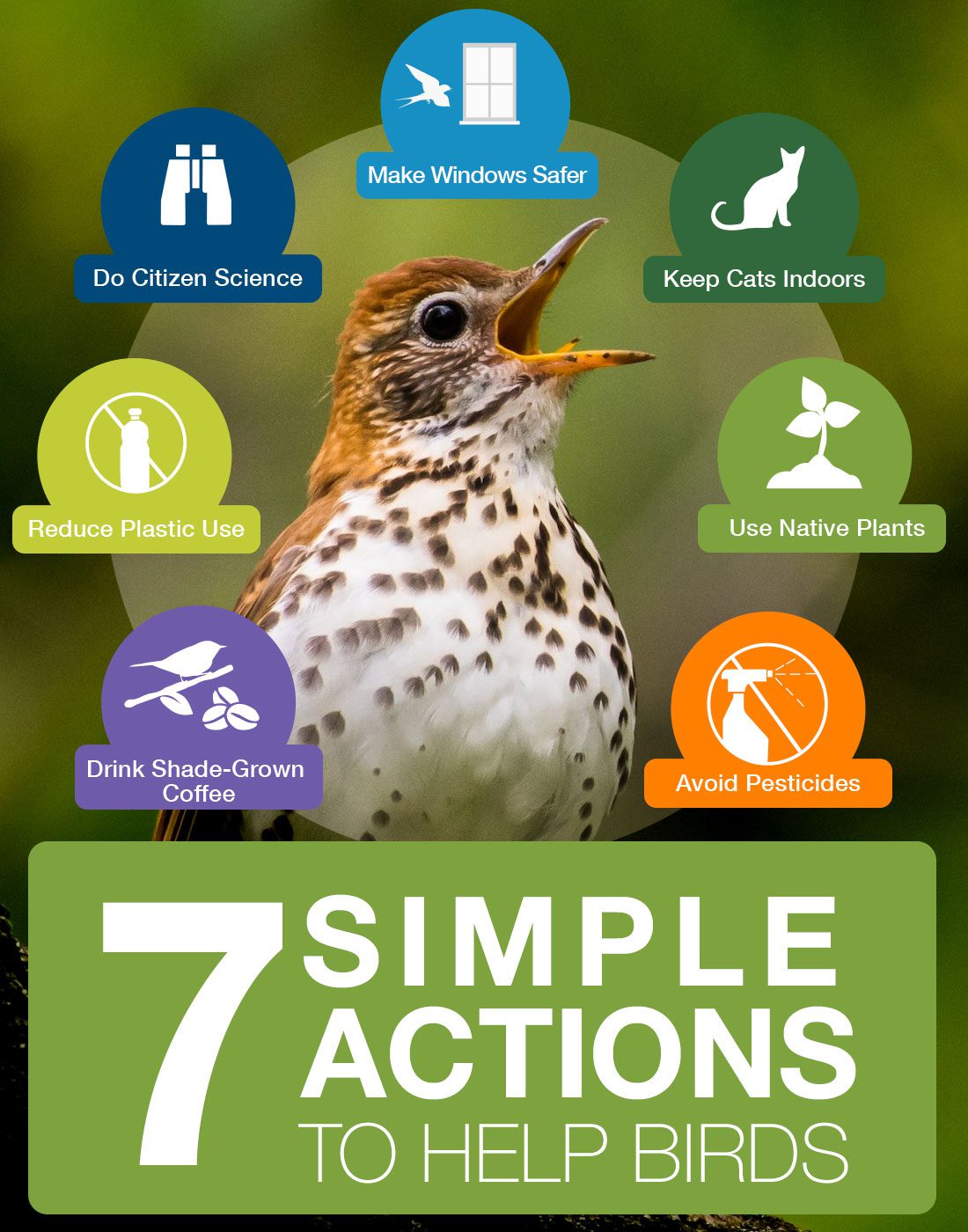 7 simple actions to help birds - drink shade-grown coffee, use less plastic, do citizen science, make windows safer, keep cats indoors, use native plants, avoid pesticides