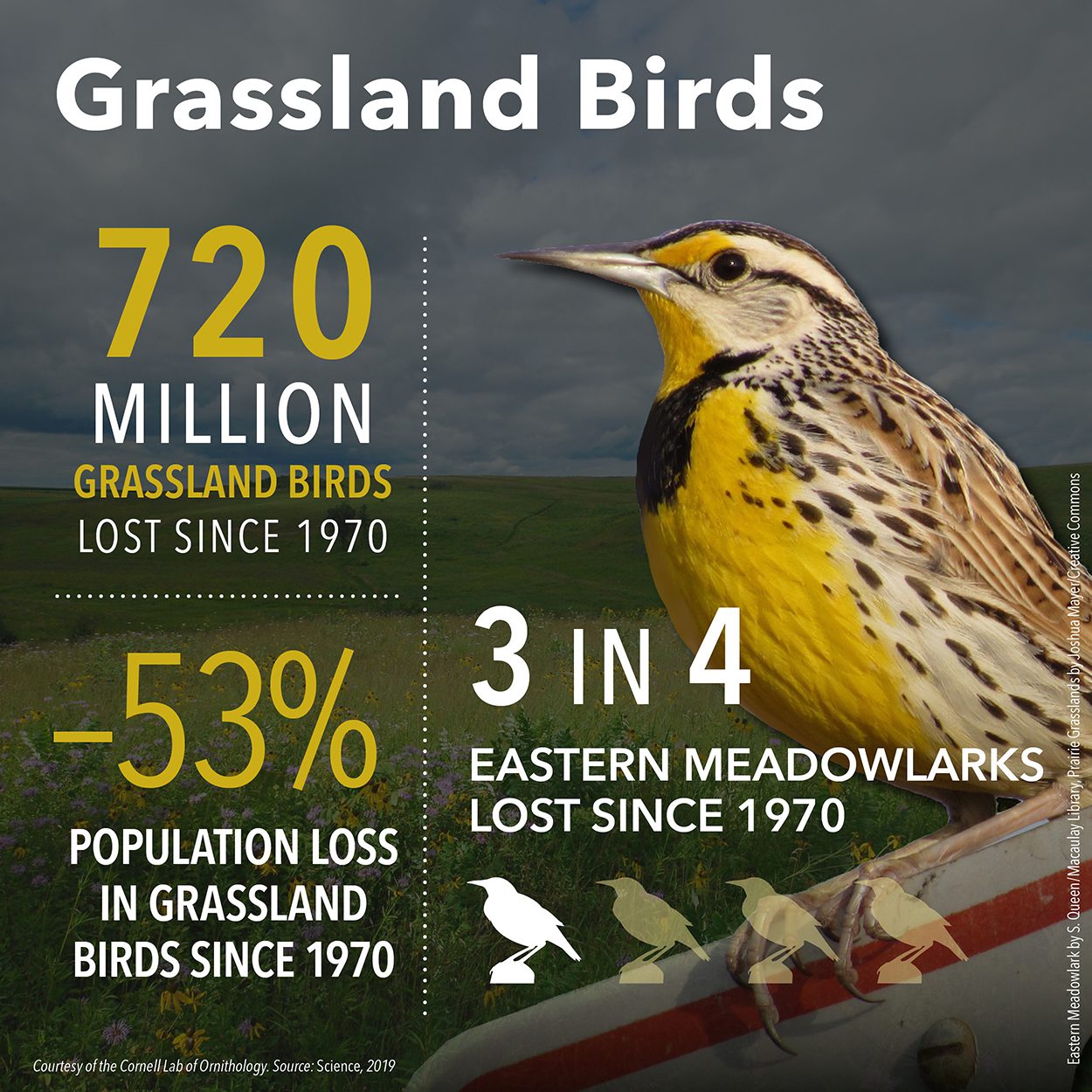 720 million grassland birds lost since 197; -53% population loss. 3 in 4 Eastern Meadowlarks lost since 1970.