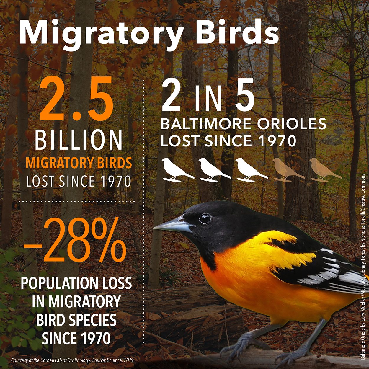 2.5 migratory birds lost since 1970; -28% population loss. 2 in 5 Baltimore Orioles lost since 1970.