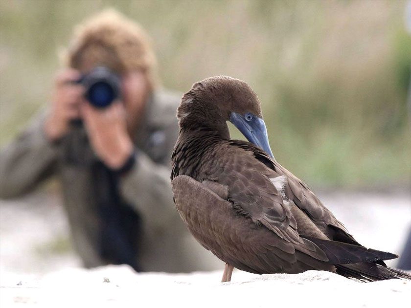 Brown Booby preening with a photographer blurred behind them