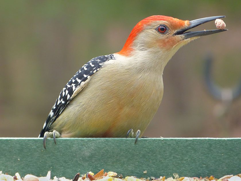 Red-bellied Woodpecker perched on the side of a feeder with a nut in its beak