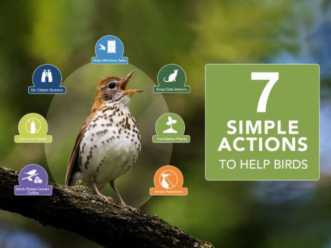 7 simple actions to help birds - drink shade-grown coffee, use less plastic, do citizen science, make windows safer, keep cats indoors, use native plants, avoid pesticides