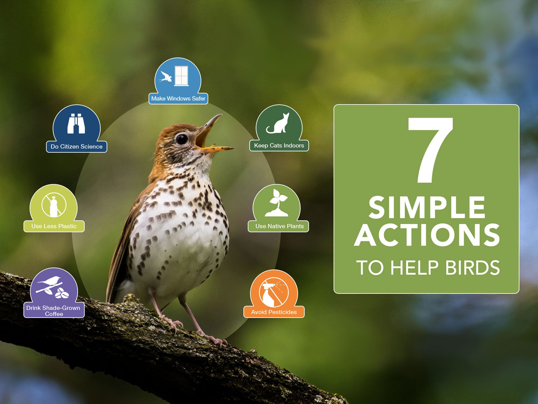 Seven Simple Actions to Help Birds | Birds, Cornell Lab of Ornithology